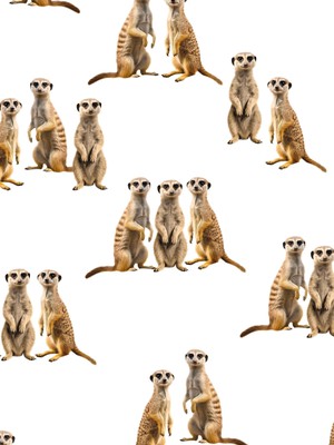 Meerkats Shorts Kinderen from SNURK