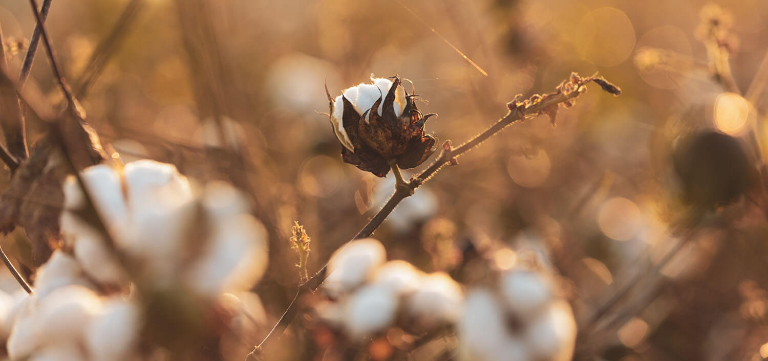 katoenplant die vaak wordt gebruikt als greenwashing omdat het natuurlijk is